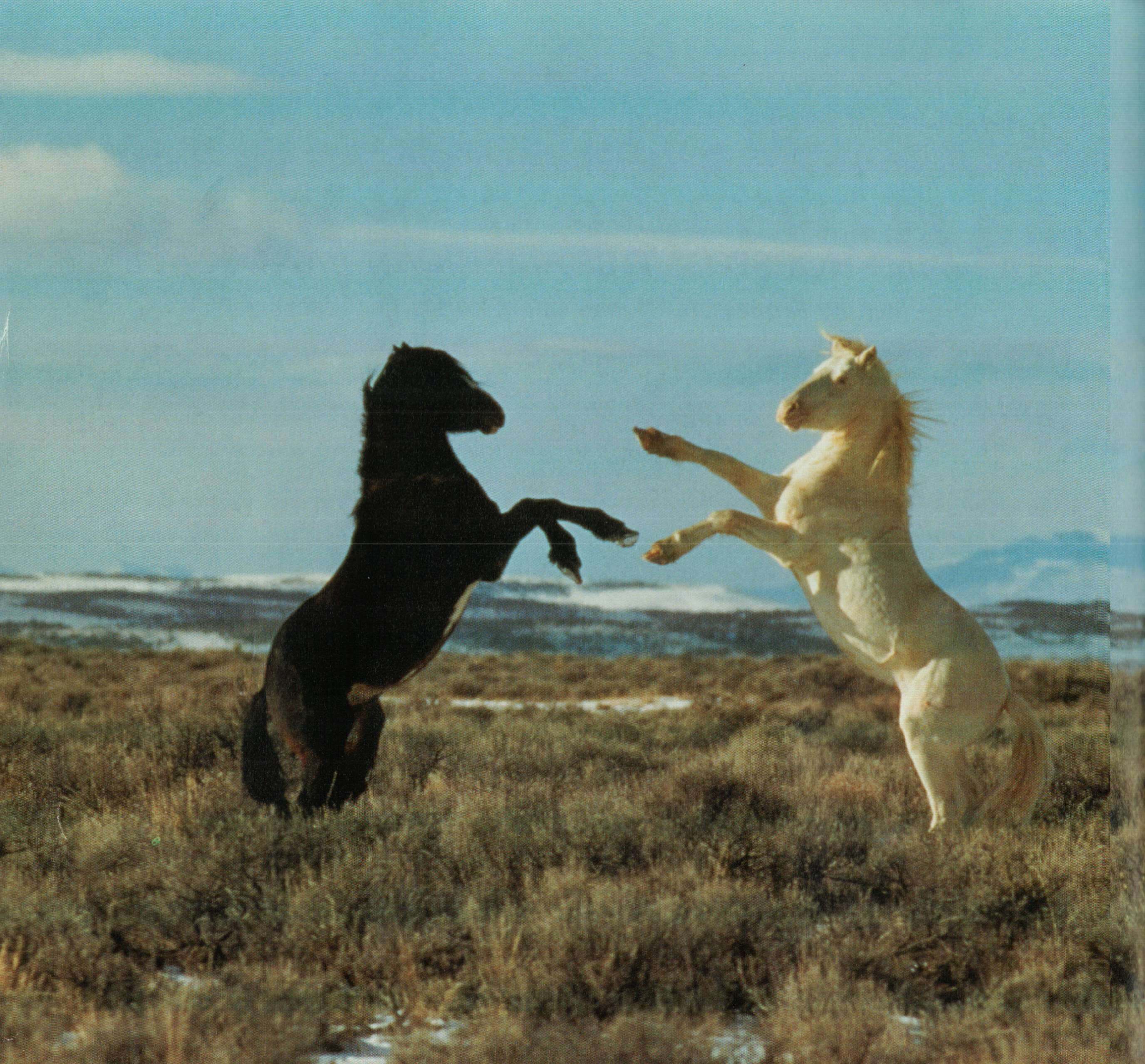 horses mirror each other standing